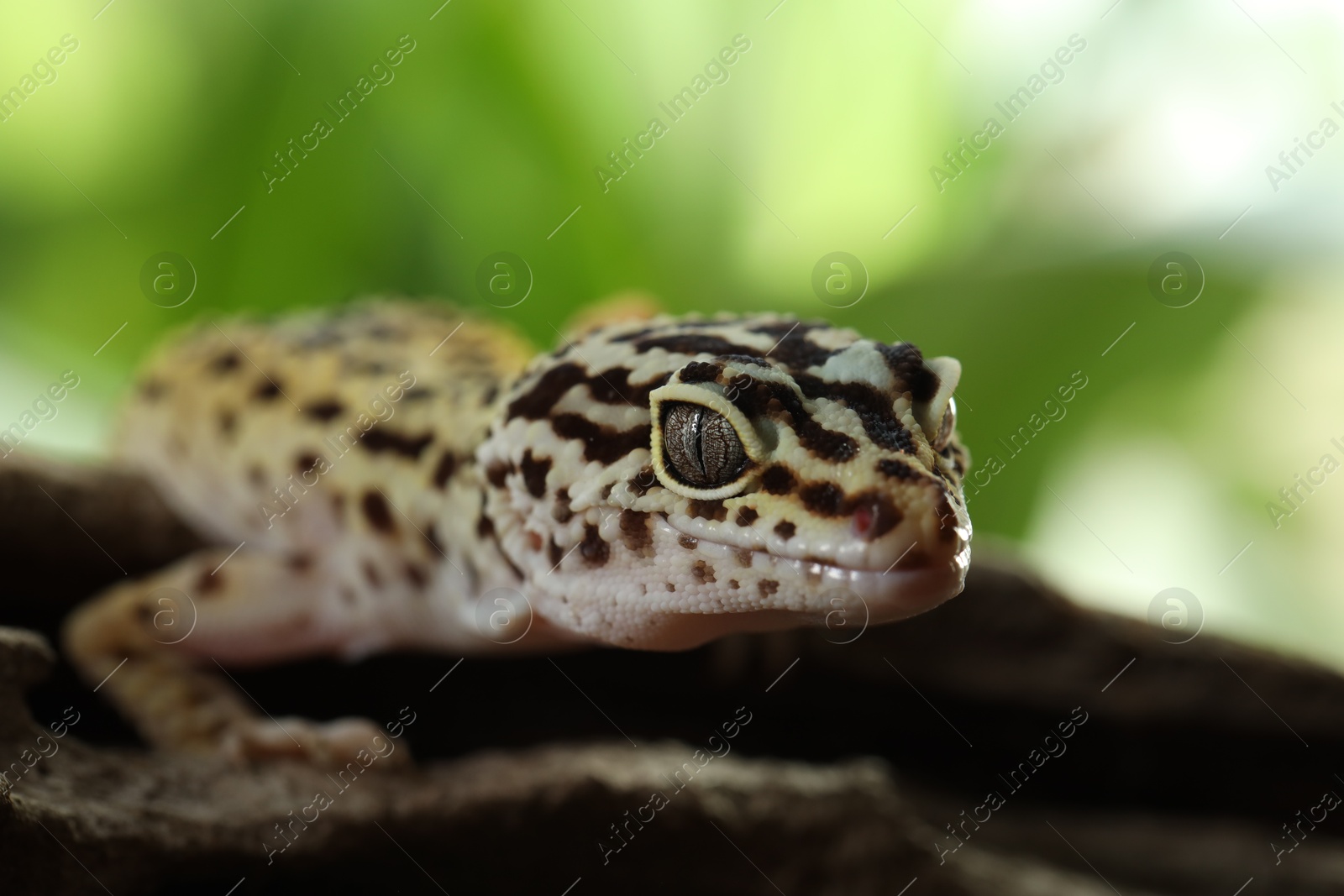 Photo of Beautiful gecko on tree stump outdoors, closeup