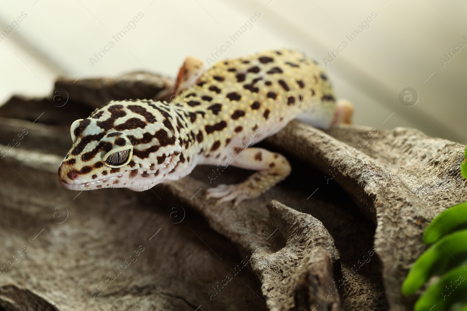 Photo of Beautiful gecko on tree stump outdoors, closeup