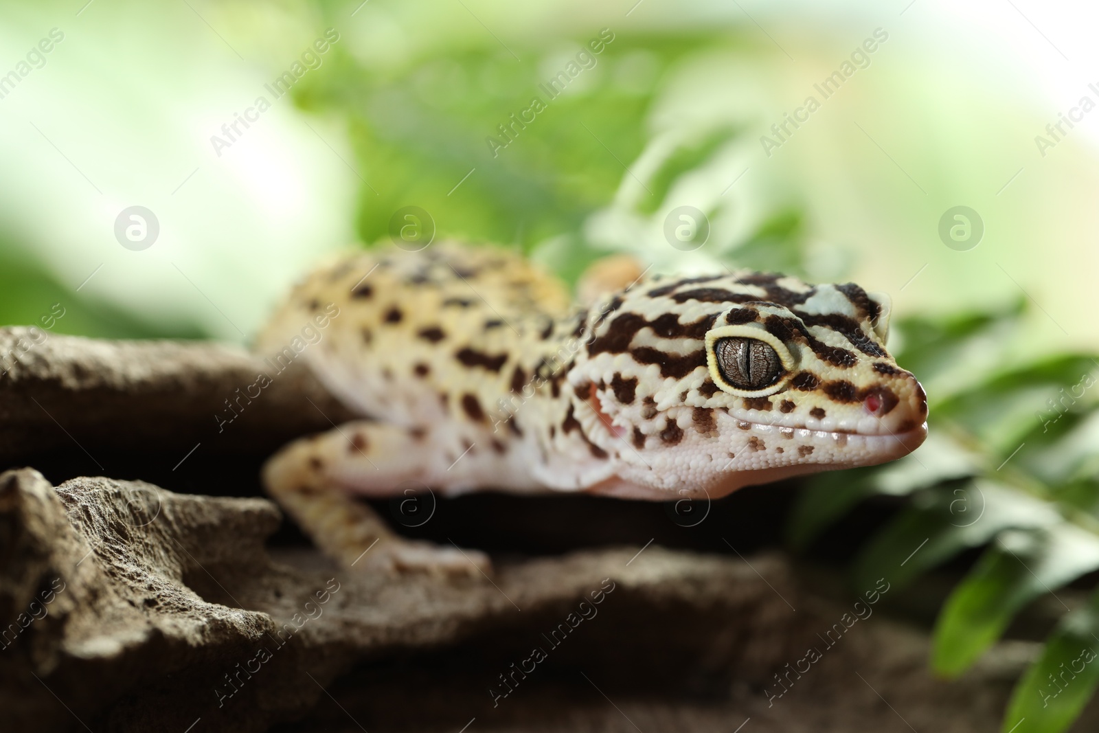 Photo of Beautiful gecko on tree stump outdoors, closeup