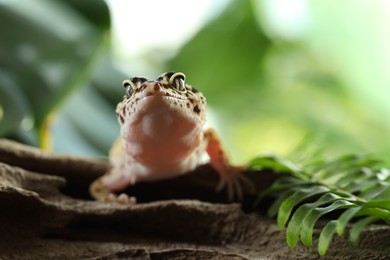 Beautiful gecko on tree stump outdoors, closeup