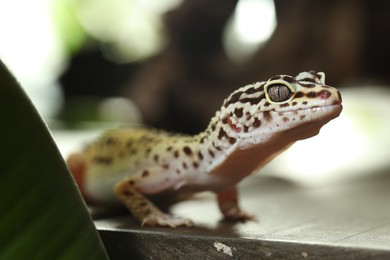 Beautiful gecko on grey surface, closeup. Exotic pet