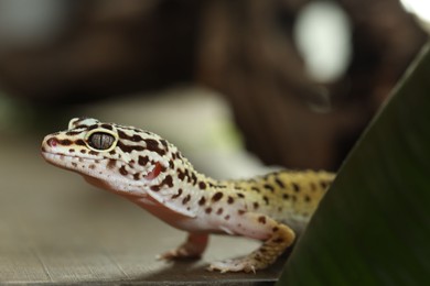 Photo of Beautiful gecko on grey surface, closeup. Exotic pet