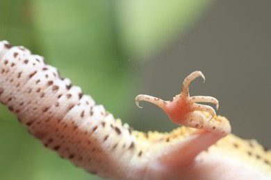 Photo of One gecko on blurred background, bottom view. Exotic pet