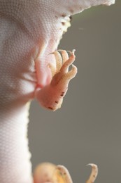 Photo of One gecko on grey background, bottom view. Exotic pet