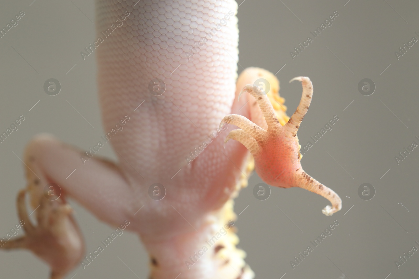 Photo of One gecko on grey background, bottom view. Exotic pet