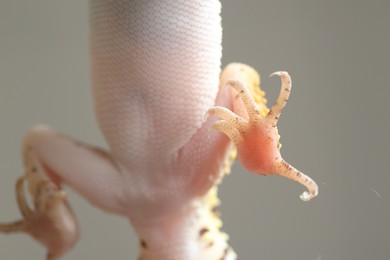 One gecko on grey background, bottom view. Exotic pet