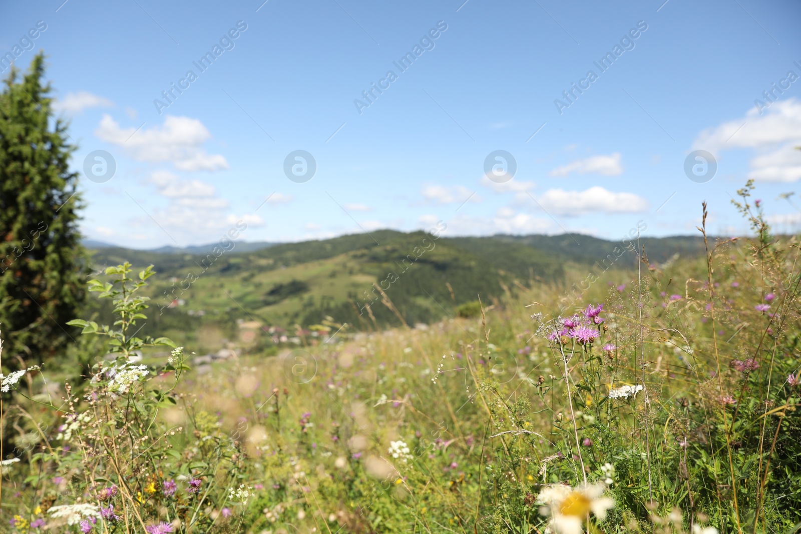 Photo of Many beautiful plants growing outdoors on sunny day