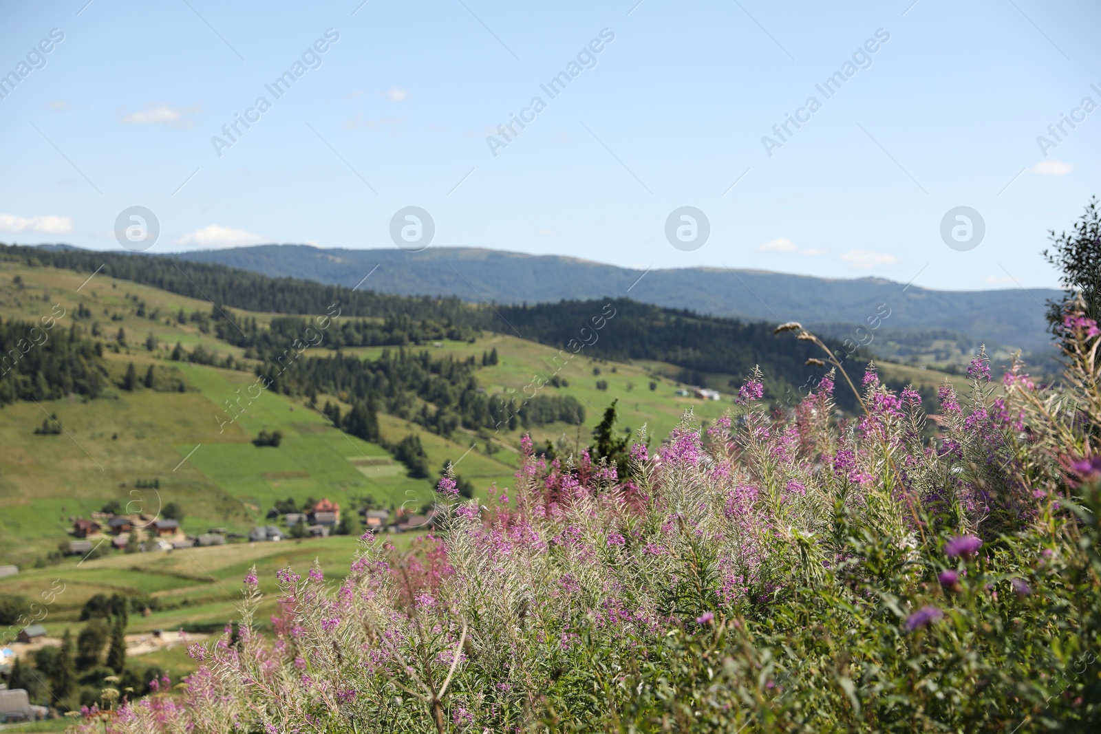 Photo of Many beautiful plants, trees and houses in mountains