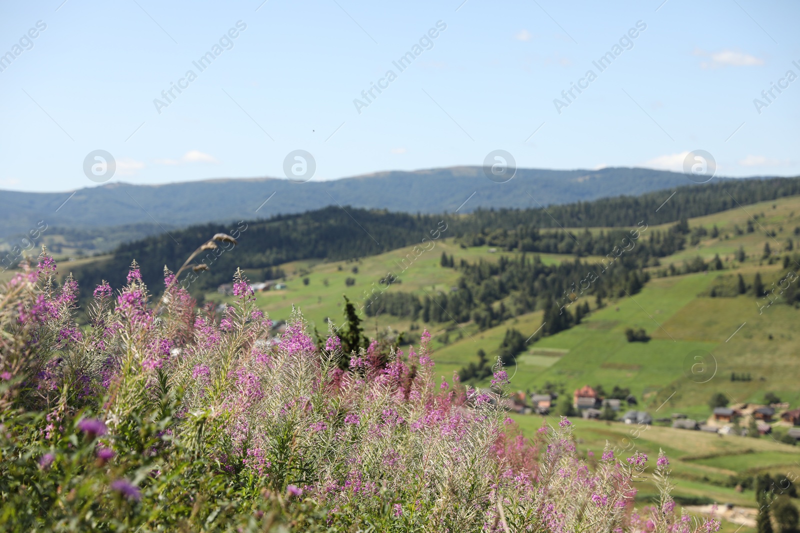 Photo of Many beautiful plants, trees and houses in mountains