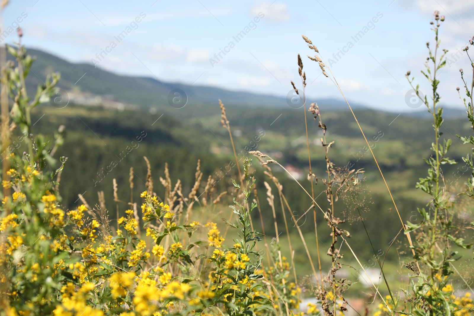 Photo of Many beautiful plants growing outdoors on sunny day