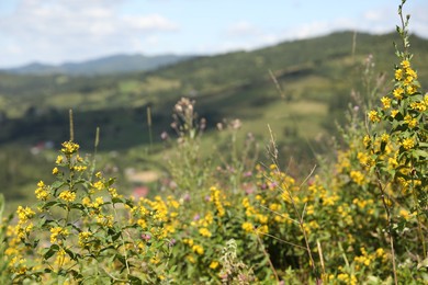 Photo of Many beautiful plants growing outdoors on sunny day