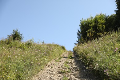 Photo of Pathway between many growing plants outdoors on sunny day