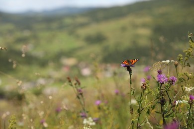 Photo of Many beautiful plants and butterfly outdoors. Space for text