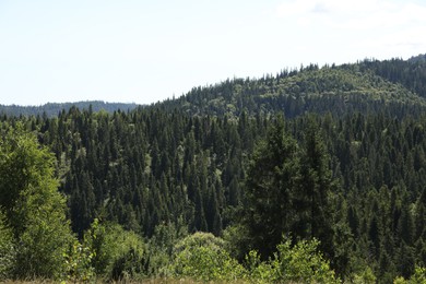 Photo of Green forest in mountains under clear sky