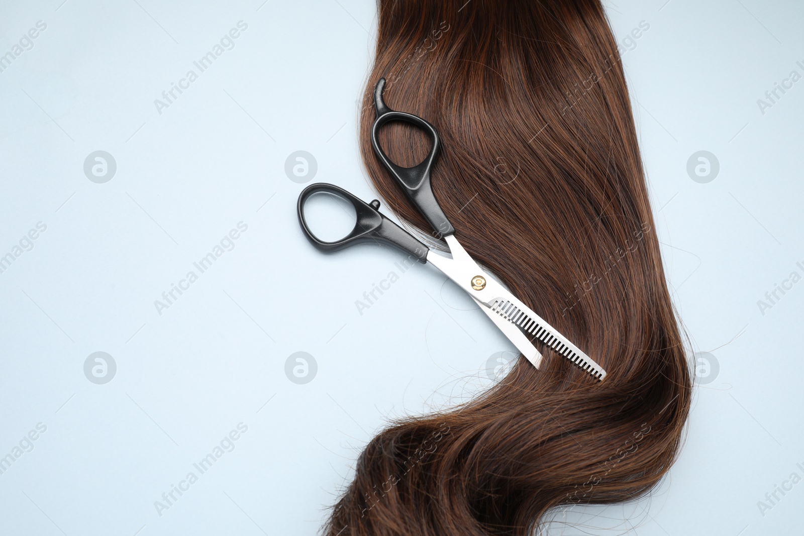 Photo of Brown hair strand and professional scissors on light grey background, top view. Space for text