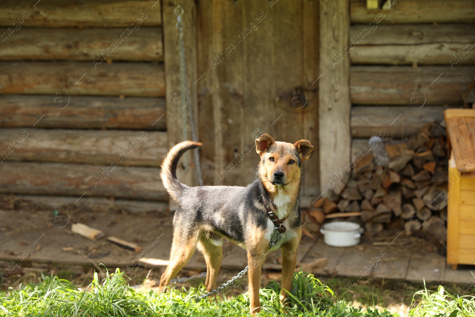 Photo of Adorable dog with chain on green grass in village