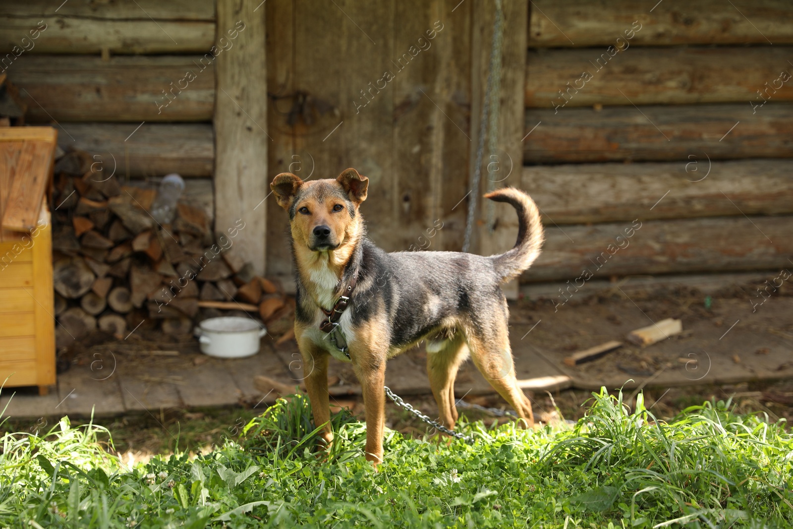 Photo of Adorable dog with chain on green grass in village