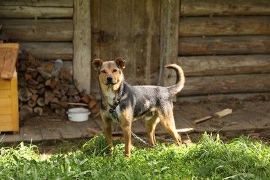 Photo of Adorable dog with chain on green grass in village