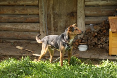 Photo of Adorable dog with chain on green grass in village