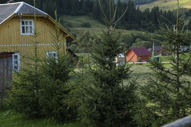 Photo of Beautiful fir trees growing in mountain village