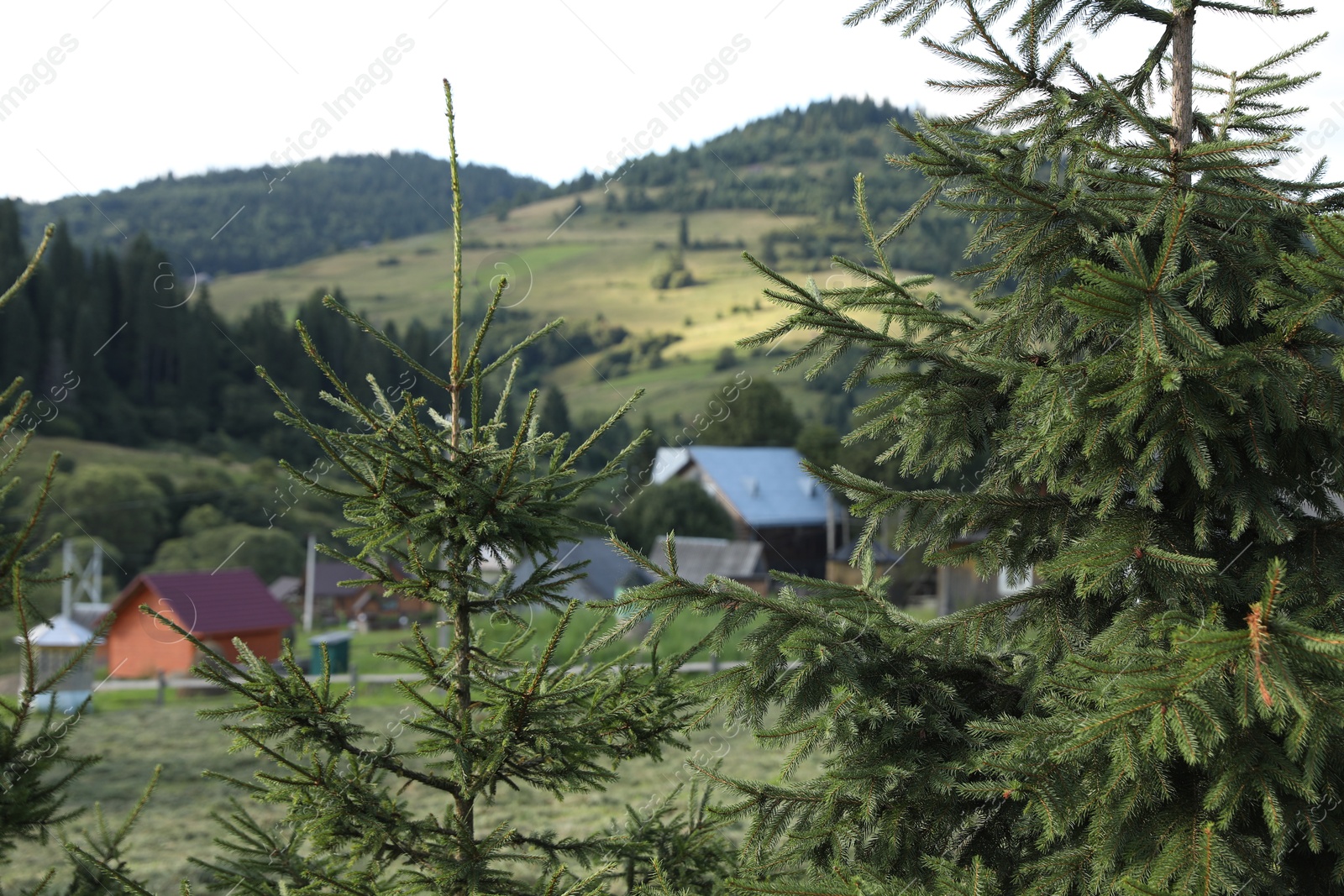 Photo of Beautiful fir trees growing in mountain village