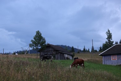 Photo of Cows grazing on field near buildings in mountains