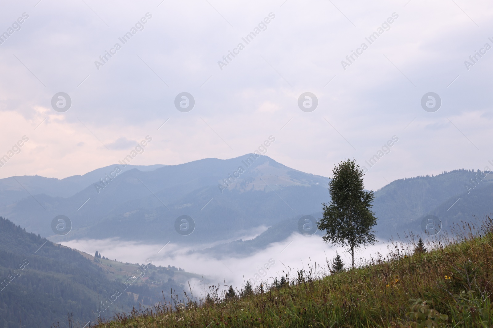 Photo of Picturesque view of beautiful mountains covered with fog