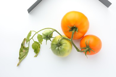 Photo of Branch with ripe and unripe yellow tomatoes isolated on white, top view