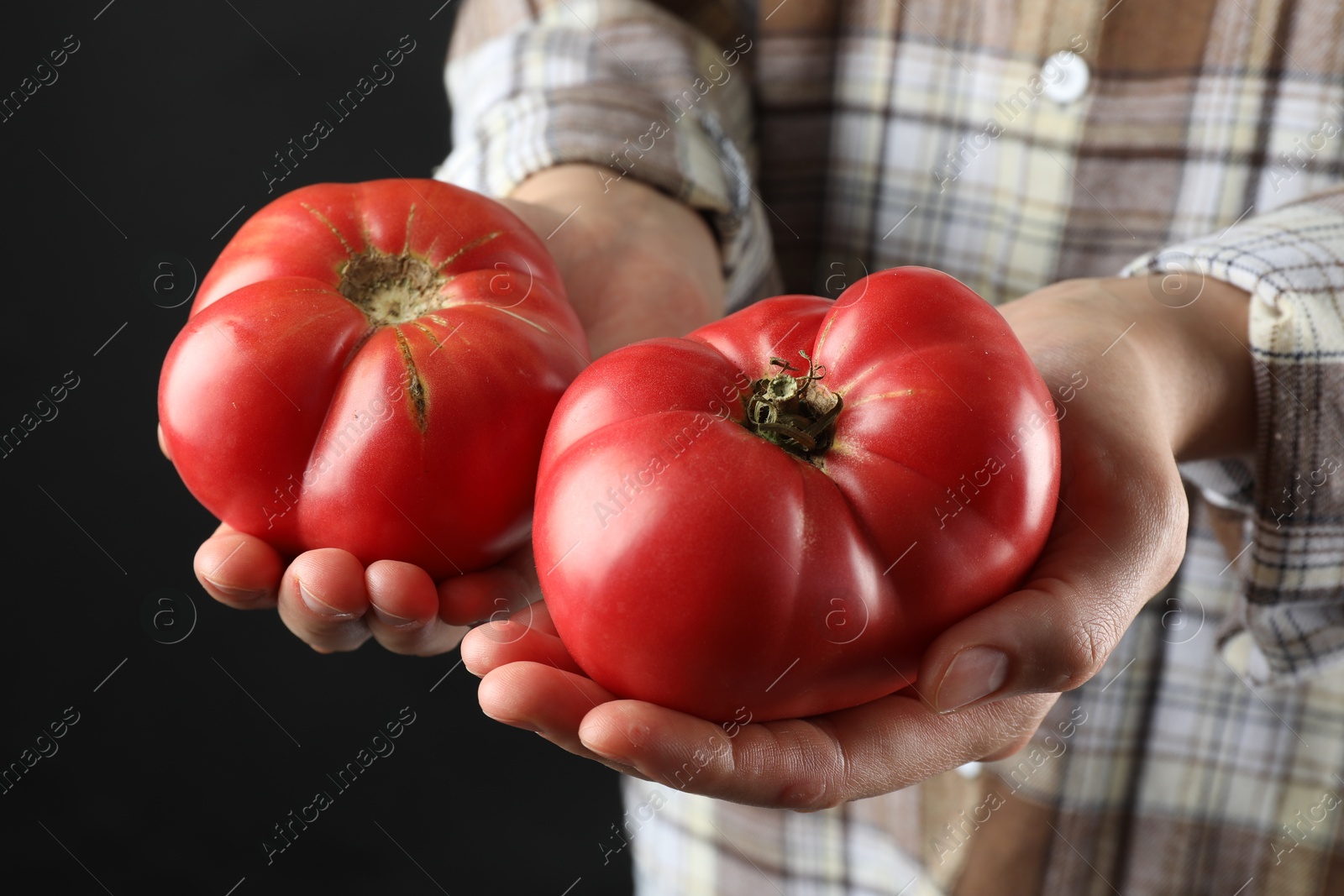 Photo of Woman holding fresh ripe tomatoes on black background, closeup