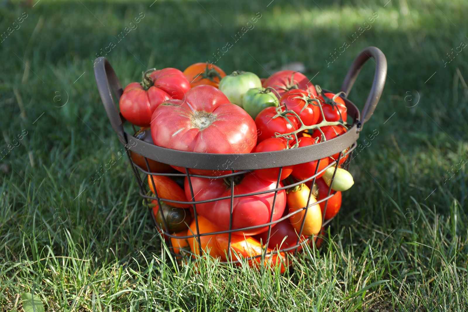 Photo of Different fresh tomatoes in metal basket on green grass outdoors