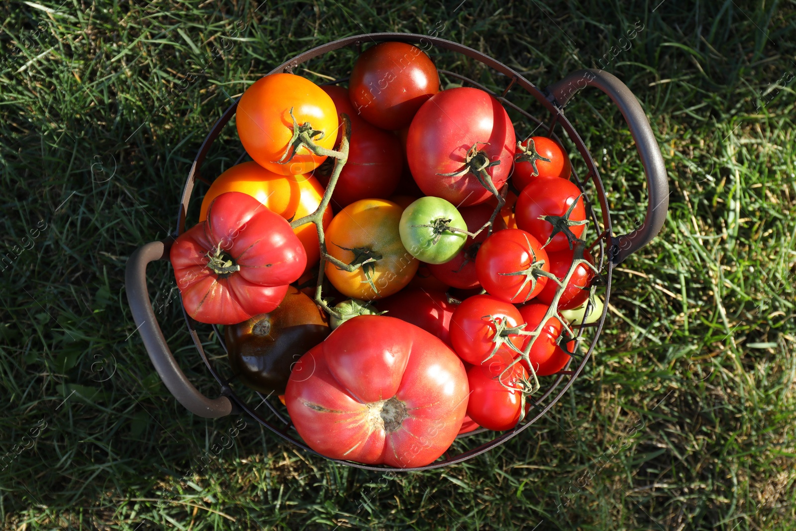 Photo of Different fresh tomatoes in metal basket on green grass outdoors, top view