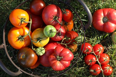 Photo of Different fresh tomatoes in metal basket on green grass outdoors, flat lay