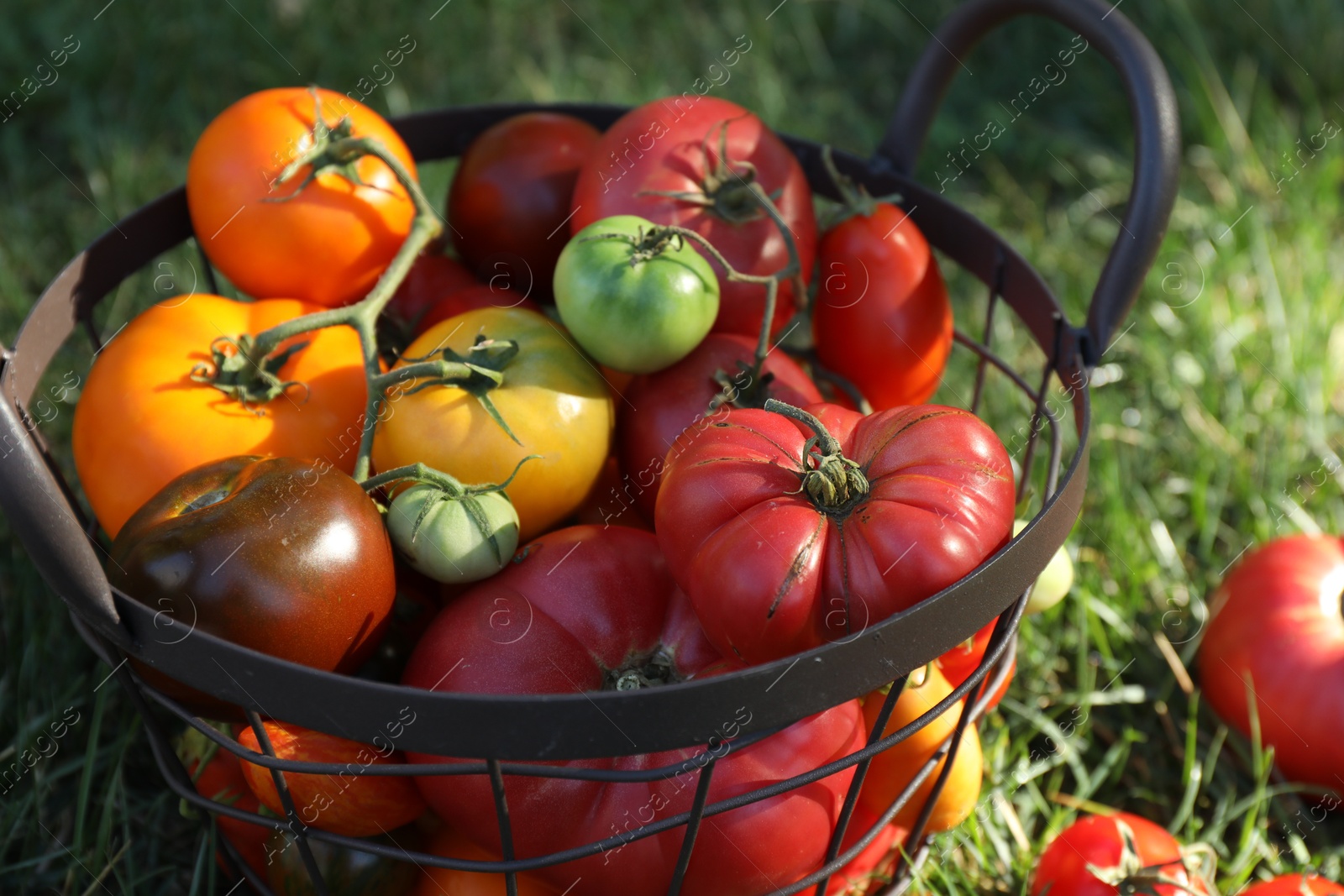 Photo of Different fresh tomatoes in metal basket on green grass outdoors, closeup