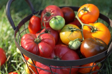 Different fresh tomatoes in metal basket on green grass outdoors, closeup