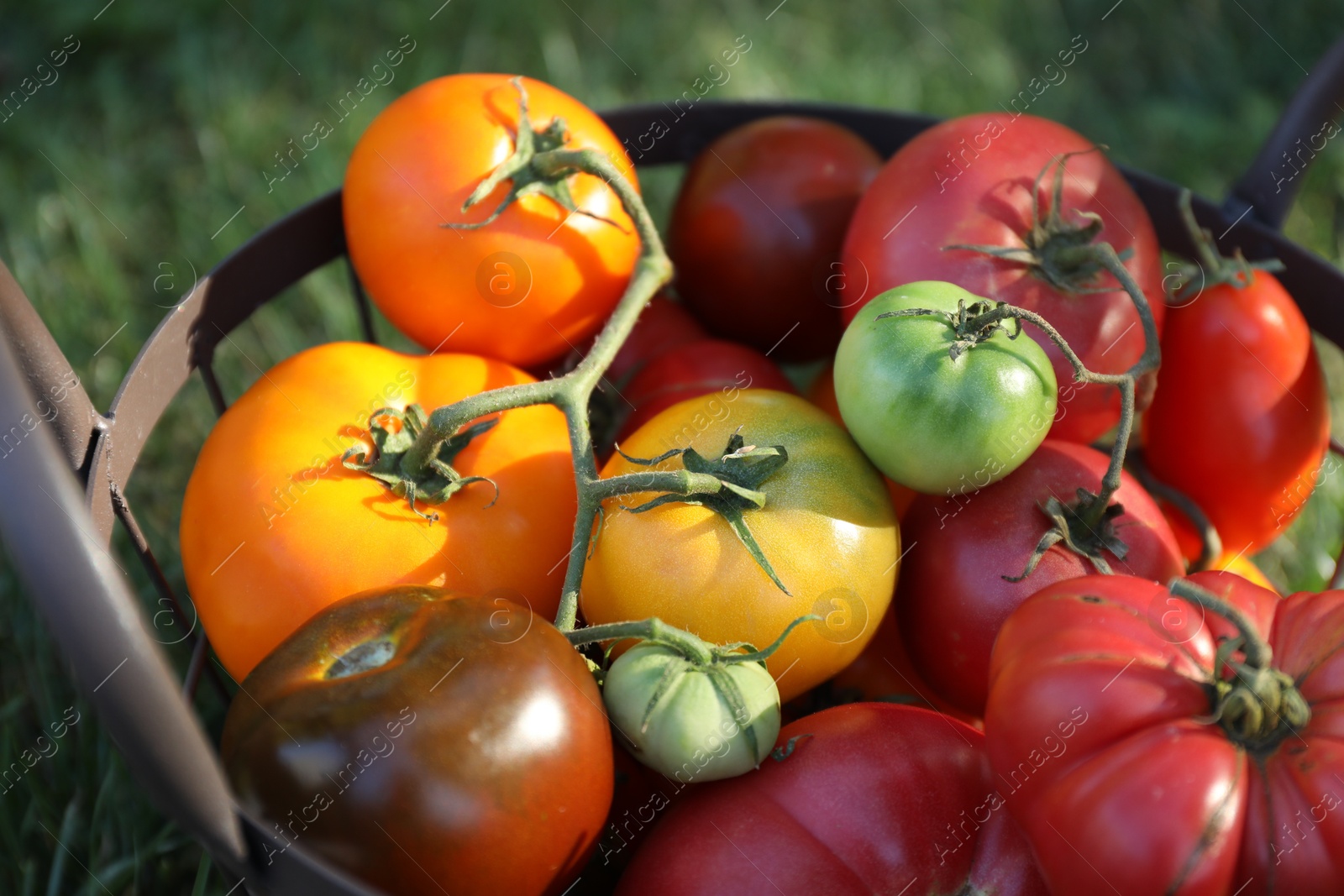 Photo of Different fresh tomatoes in metal basket on green grass outdoors, closeup