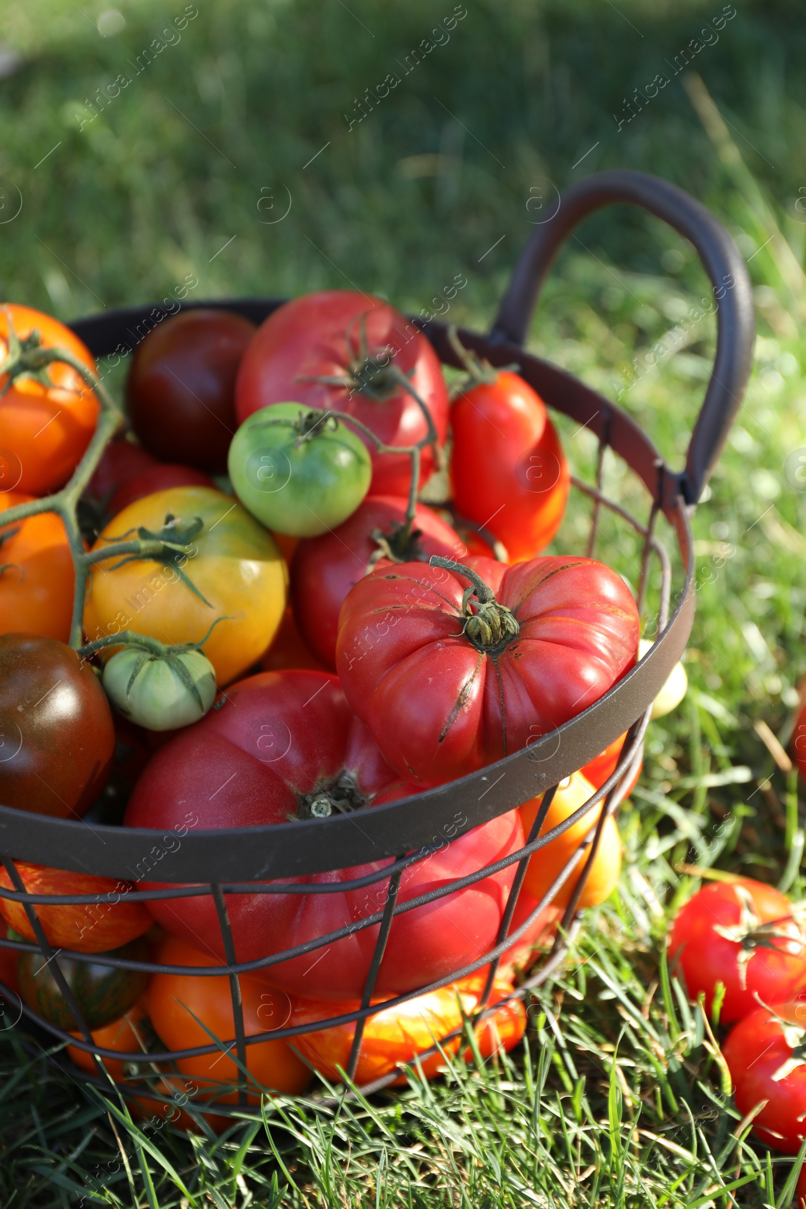 Photo of Different fresh tomatoes in metal basket on green grass outdoors, closeup