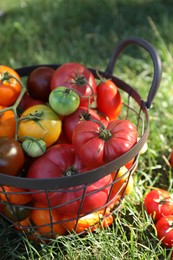 Different fresh tomatoes in metal basket on green grass outdoors, closeup