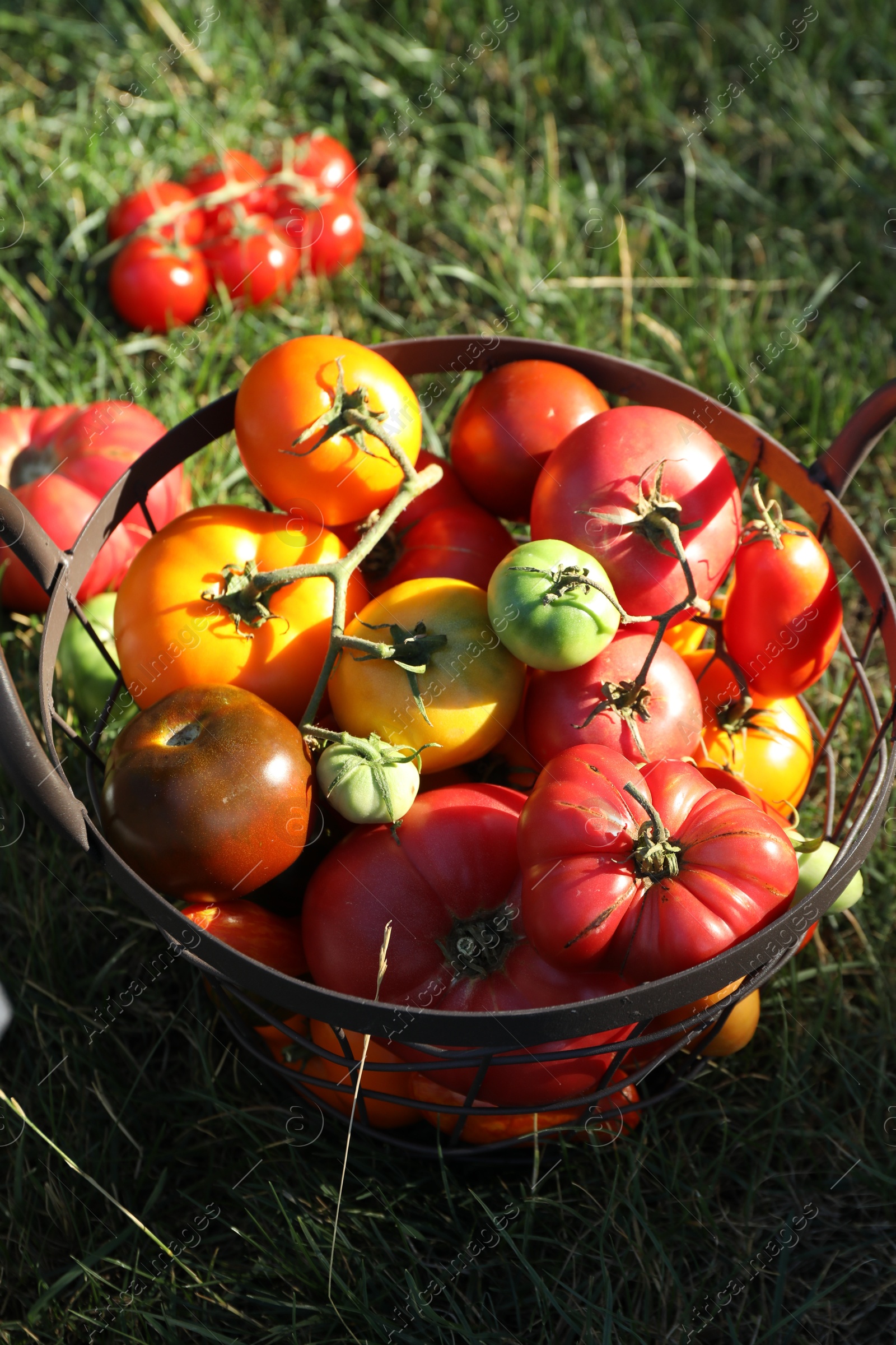 Photo of Different fresh tomatoes in metal basket on green grass outdoors