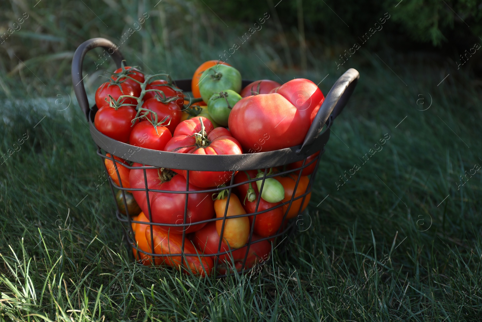 Photo of Different fresh tomatoes in metal basket on green grass outdoors