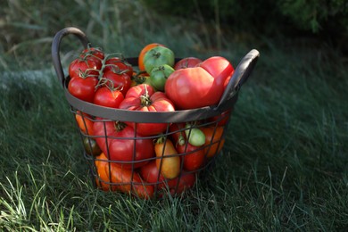 Photo of Different fresh tomatoes in metal basket on green grass outdoors