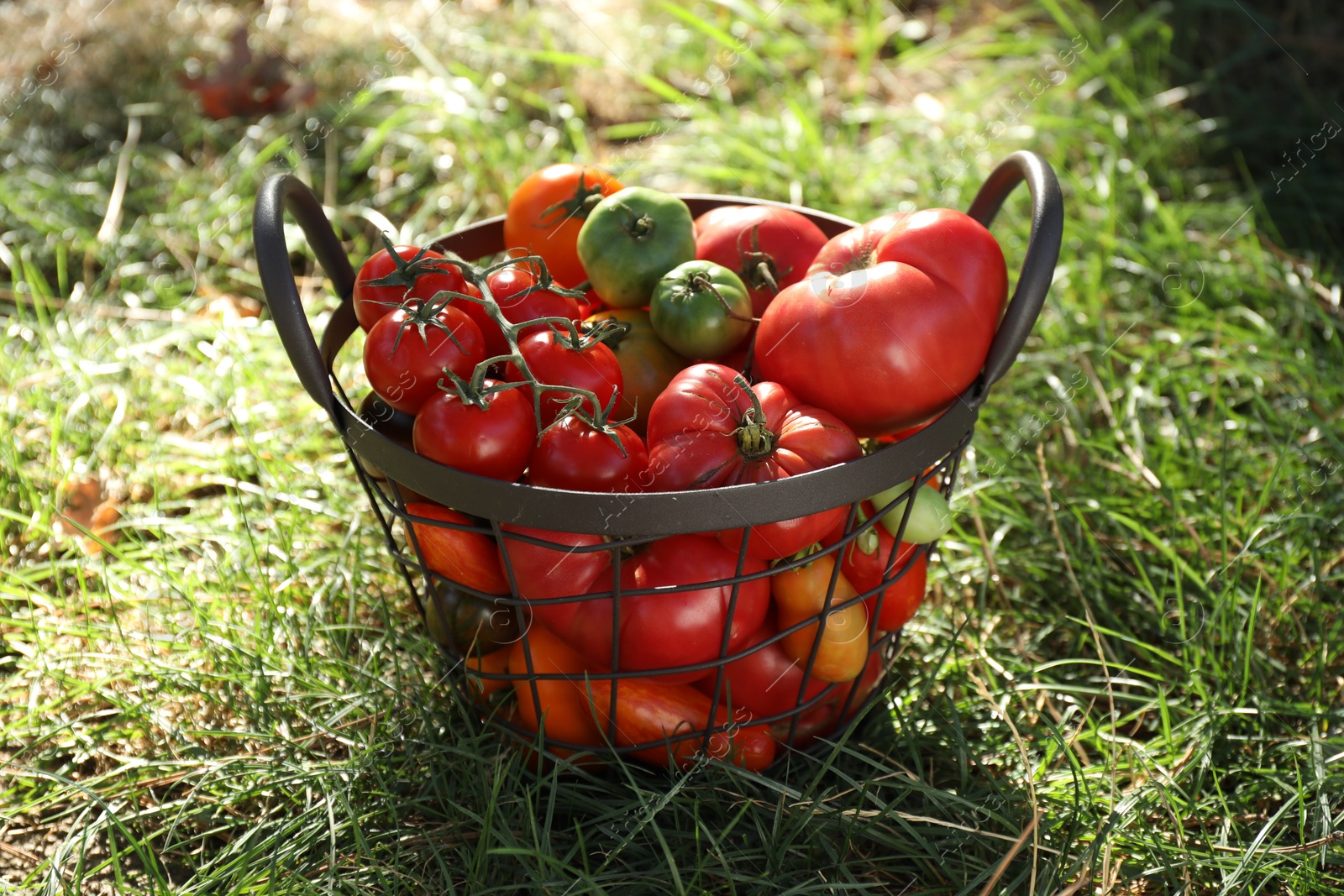 Photo of Different fresh tomatoes in metal basket on green grass outdoors