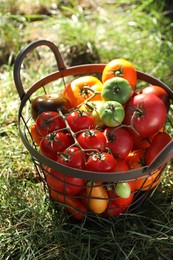 Photo of Different fresh tomatoes in metal basket on green grass outdoors