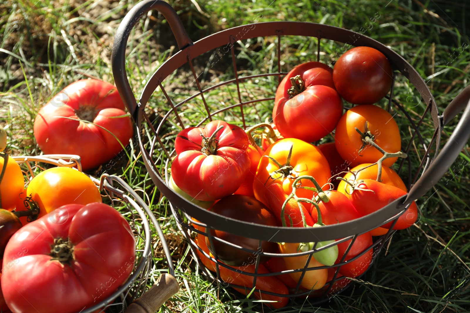 Photo of Different fresh tomatoes in metal baskets on green grass outdoors