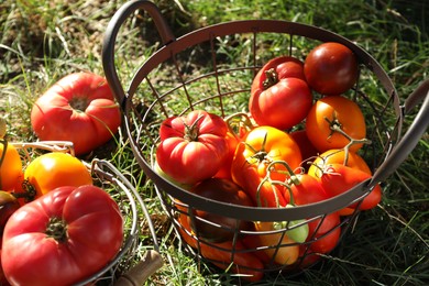 Different fresh tomatoes in metal baskets on green grass outdoors