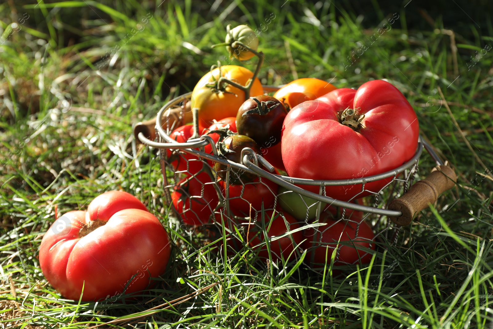 Photo of Different fresh tomatoes in metal basket on green grass outdoors