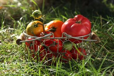 Different fresh tomatoes in metal basket on green grass outdoors