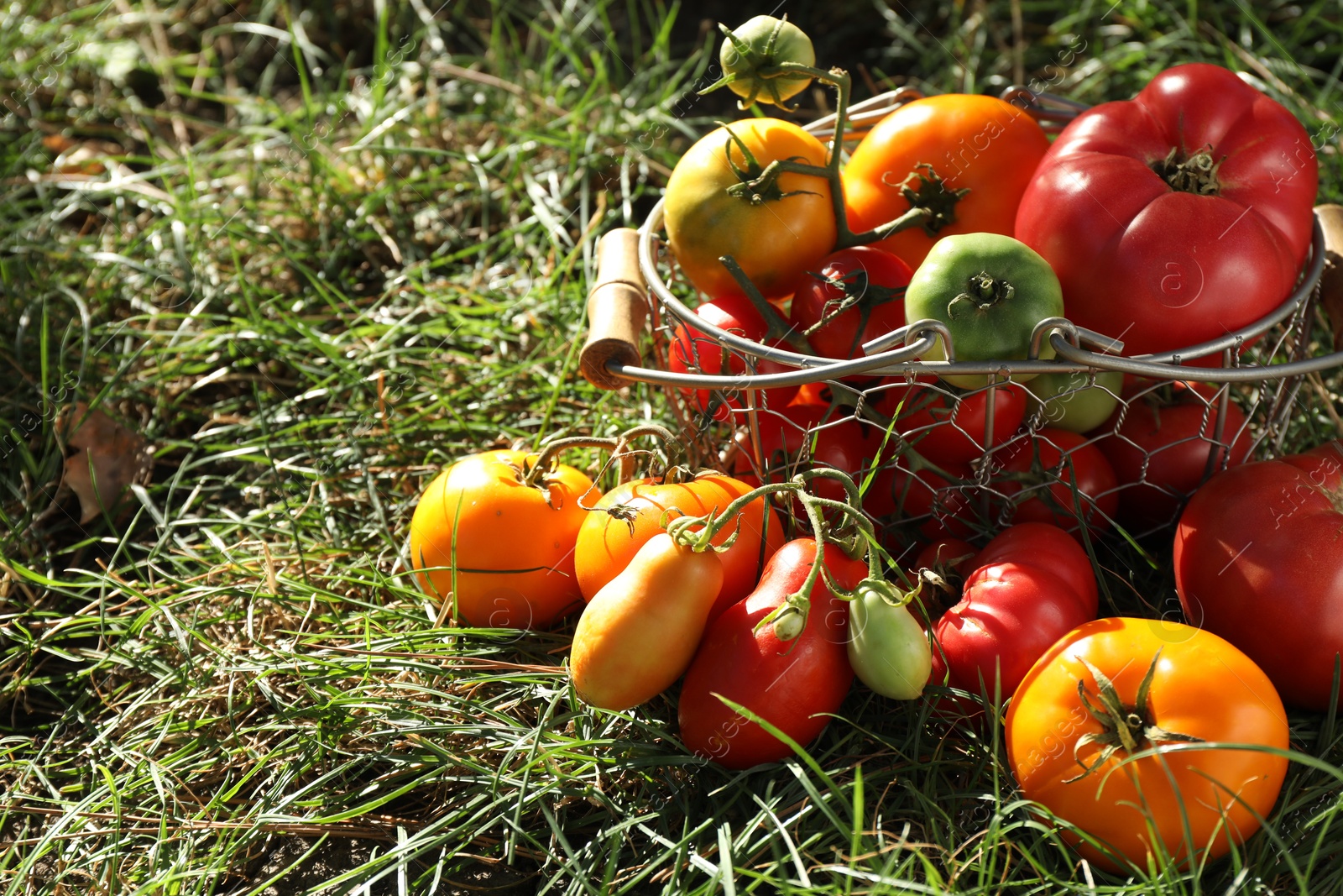 Photo of Different fresh tomatoes in metal basket on green grass outdoors