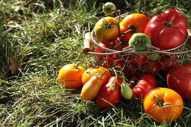 Different fresh tomatoes in metal basket on green grass outdoors