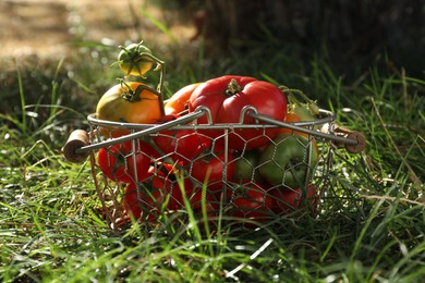 Different fresh tomatoes in metal basket on green grass outdoors