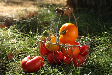 Different fresh tomatoes in metal basket on green grass outdoors